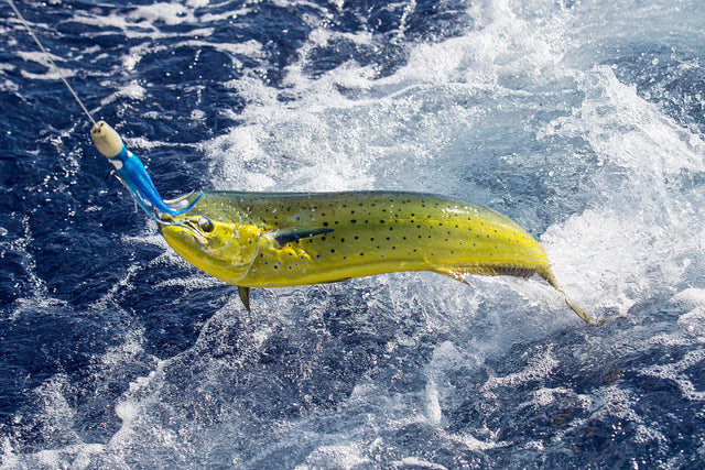 Comment-pêcher-le-mahi-mahi Myklon
