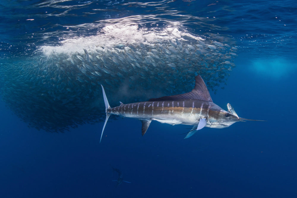 Le Marlin Bleu : un poisson parfait pour la pêche sportive – Myklon
